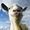 Télécharger Goat Simulator
