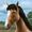 Télécharger My Horse