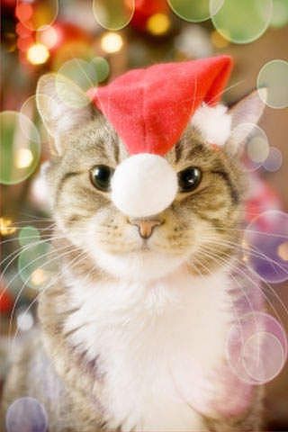 MoreNoel pour mac MoreNoel pour mac