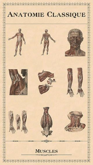 Anatomie Classique pour mac Anatomie Classique pour mac